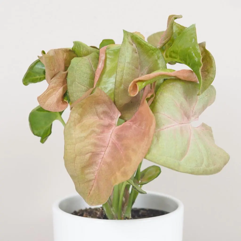 syngonium podophyllum neon robusta ruzova izbova rastlina