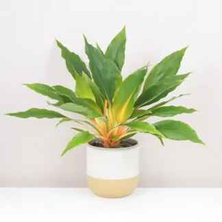 Zelenec - nenáročná rostlina vhodná i na tmavší místa Zelenec oranzovy / Chlorophytum orchidastrum 'Fire Flash'