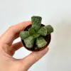 Živé kameny / Adromischus cooperi zive kameny Adromischus cooperi sukulent