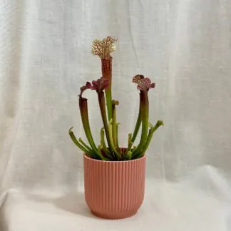 Fascinující masožravky: Cephalotus follicularis a Dionaea muscipula Red Burgundy zracení judith masozrava rostlina