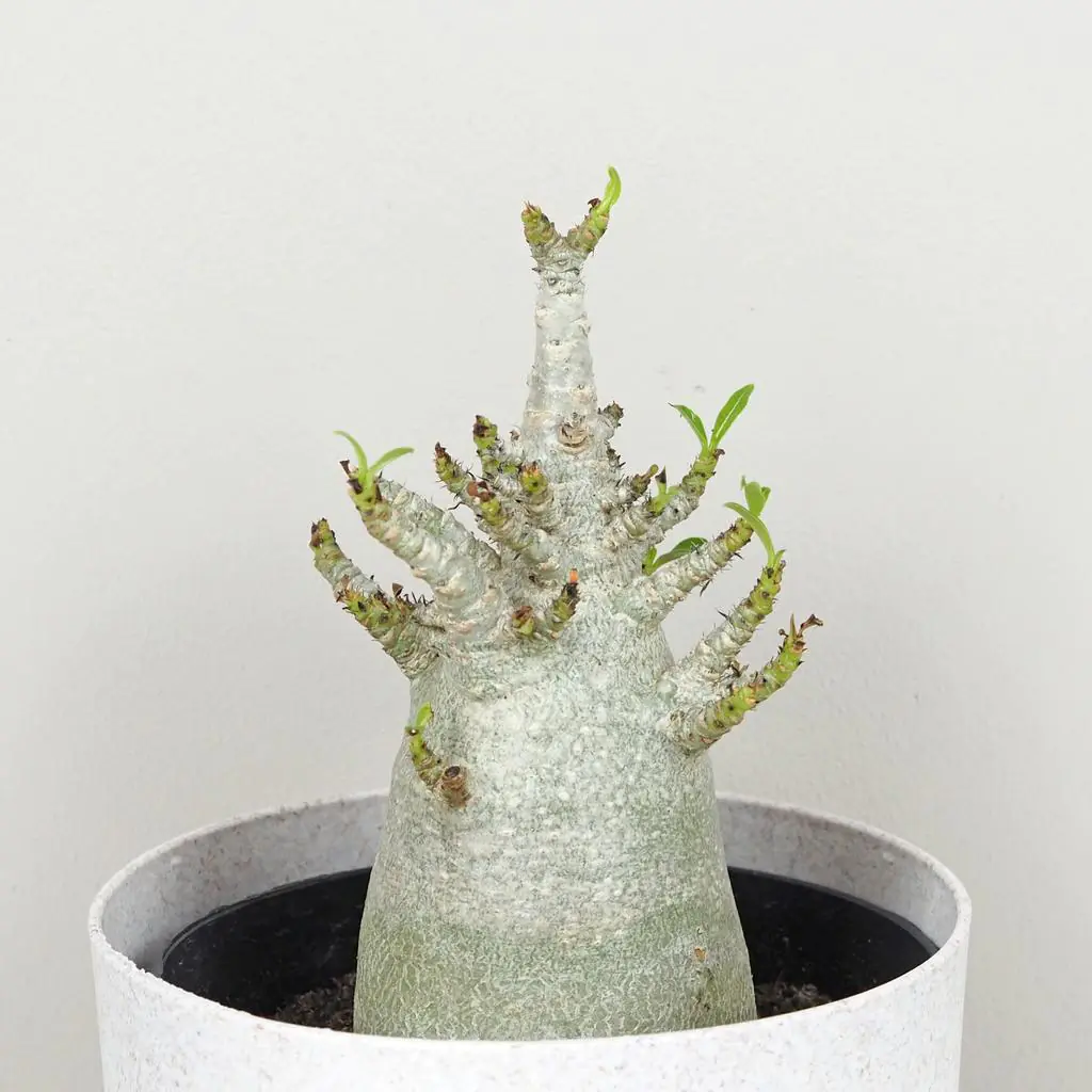 adenium ansu baobab poustni ruze sukulent