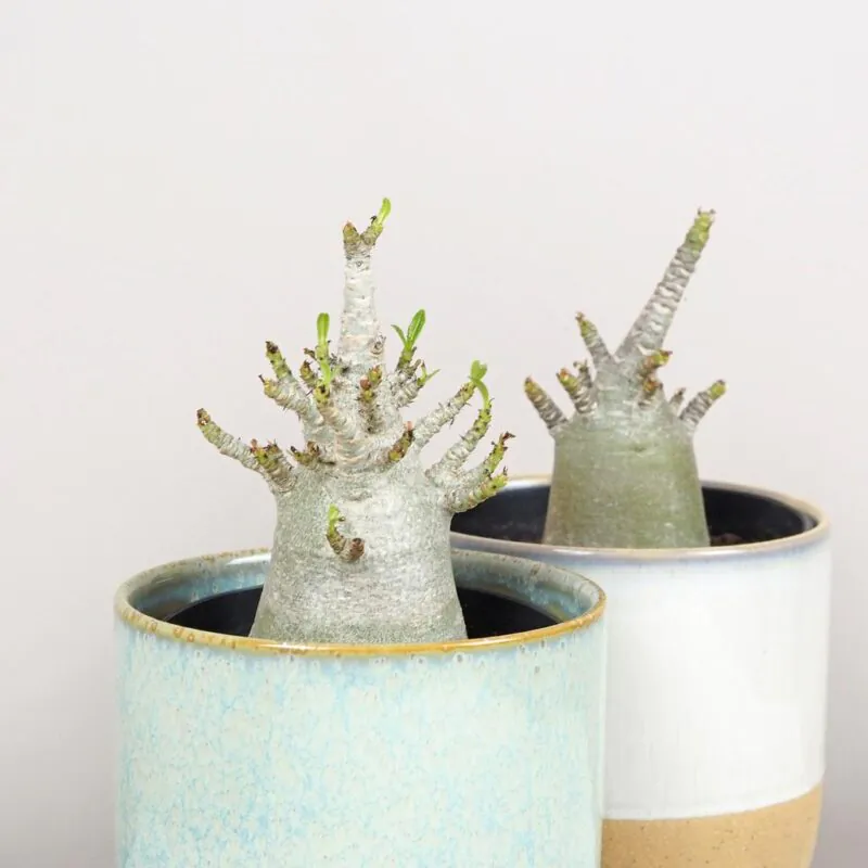 Adenium / Pouštní růže: Jak pěstovat tuto exotickou rostlinu doma adenium ansu baobab poustni ruze sukulent