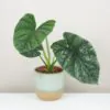 Alocasia ‘Lukiwan / Lucky One’ Alocasia Lukiwan Lucky One