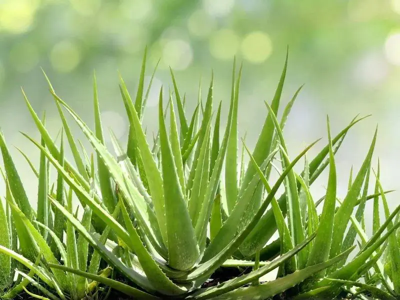 Puvod Aloe Vera () Puvod Aloe Vera