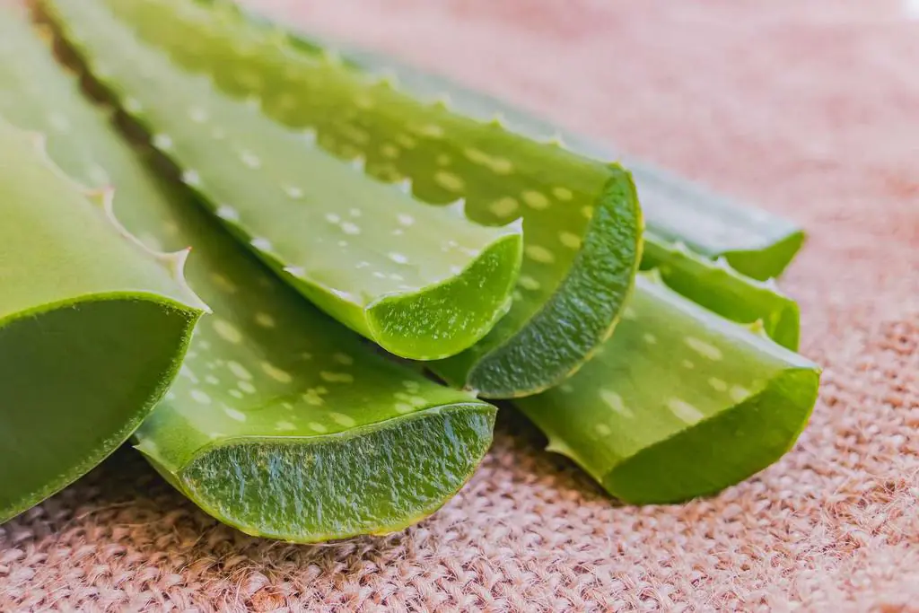 Aloe vera: Jak pstovat tuto livou rostlinu doma - Plantizia.cz