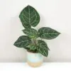 Anthurium crystallinum velké Anthurium crystallinum