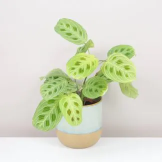Pokojové rostliny, řasokoule a příslušenství Maranta leuconeura Light Veins izbova rastlina plantizia
