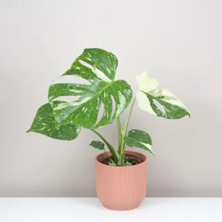 Kterou monsteru si vybrat? Top 10 druhů monster, které stojí za to znát monstera deliciosa thai constellation panasovana