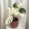 monstera deliciosa nebo variegata halfmoon a celé bílé listy panasovaná monstera bílá vzácná pokojová rostlina