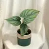 Philodendron ‘Colombia’ philodendron 'Colombie'