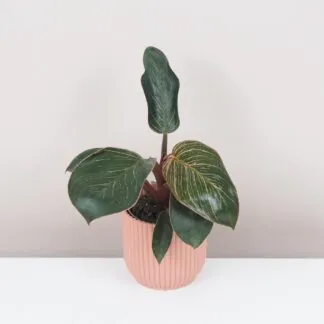 Pokojové rostliny, řasokoule a příslušenství Philodendron Pink Bikini Pink Birkin raritna izbova rastlina