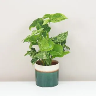 Pokojové rostliny, řasokoule a příslušenství syngonium podophyllum mottled mojito