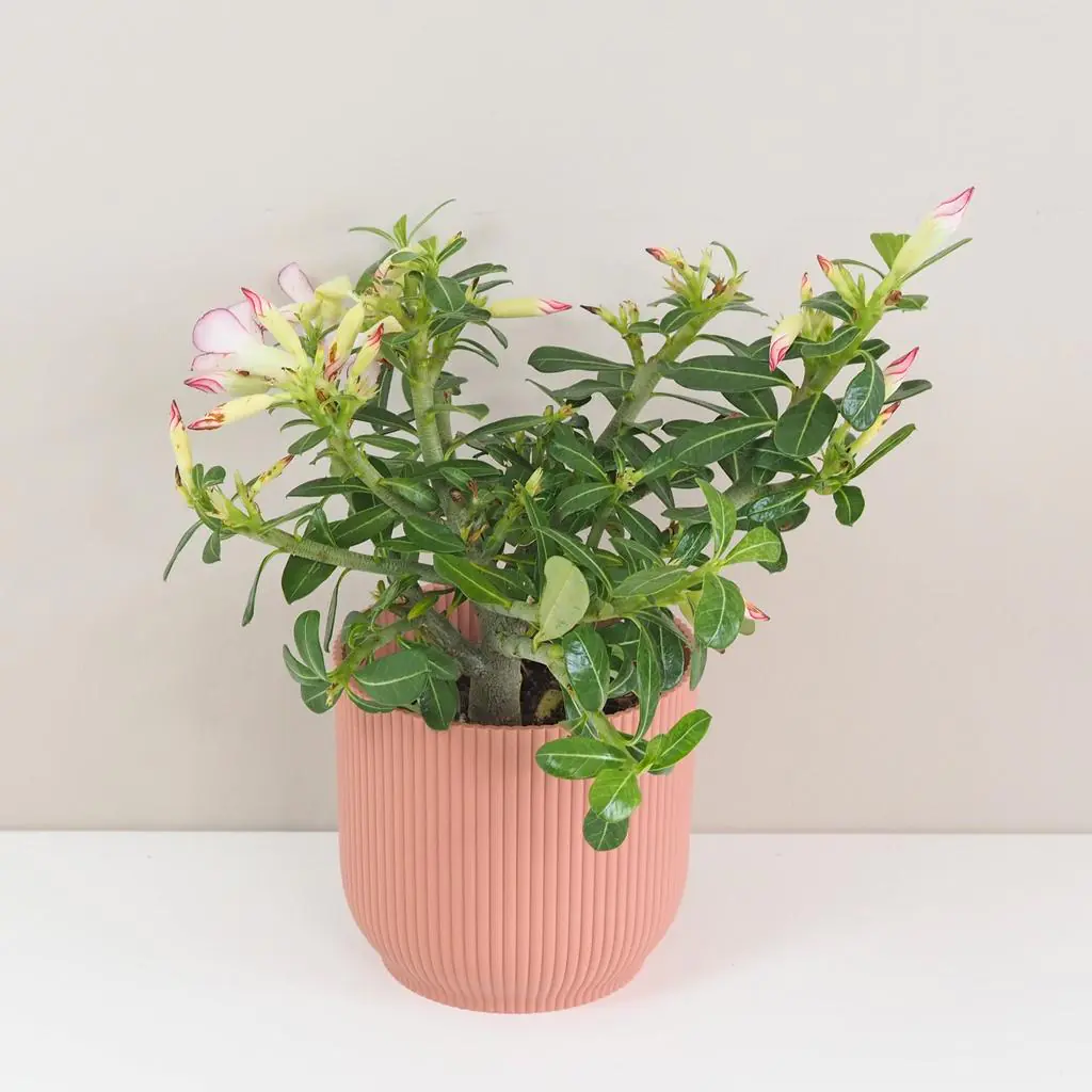 Adenium obesum ‘Pinkstar’