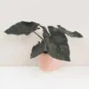 Alocasia ‘Antoro velvet’ malá alocasia antoro velvet vzacna izbova rastlina cierna