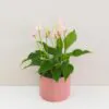 Anthurium andraeanum ‘Lilli’ Anthurium andraeanum Lilli ruzova anturia