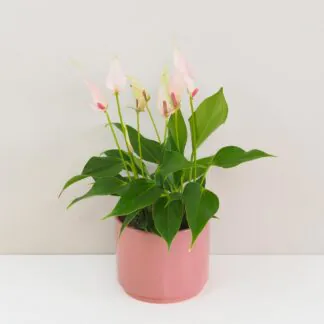 Anthurium: Tipy na péči o různé druhy anthurií Anthurium andraeanum Lilli ruzova anturia