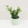 Břečťan / Hedera helix ‘Wonder’ Brectan Hedera helix Wonder nenarocna tahava izbova rastlina