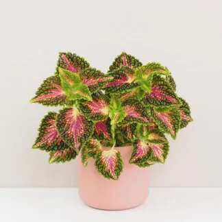 coleus spacecake africka okrasna zihlava farebna rastlina