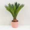 Cykas japonský / Cycas revoluta velký Cykas japonsky Cycas revoluta velky palma