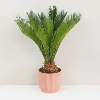 Pokojové rostliny, řasokoule a příslušenství Cykas japonsky Cycas revoluta velky palma