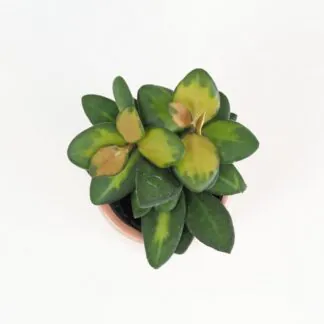 10 Pokojových rostlin vhodných i pro slunné stanoviště Hoya Burtoniae variegata voskovka farebna rastlina