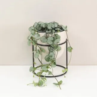 Lampasik Ceropegia woodi silver glory tahavy sukulent