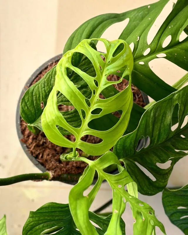 monstera derave listy