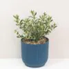Olearia x haastii Olearia haastii krik