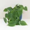 Philodendron cordatum velký philodendron cordatum tahava nenarocna izbova rastlina