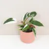 Philodendron ‘White Wizard’ philodendron white wizard raritna izbova rastlina panasovana