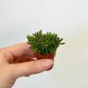 Rhipsalis mini rhipsalis