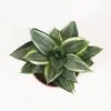 Sansevieria hahnii ‘Diamond’ Sansevieria hahnii Diamond tchýně jazyky nenarocná pokojová rostlina