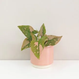 syngonium pink splash růžové