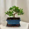 Bonsai Čaj fuki / Carmona microphylla Bonsai Čaj fuki / Carmona microphylla