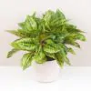 Aglaonema ‘Chartreuse Pretty’ maxi aglaonema Chartreuse Pretty pokojová rostlina