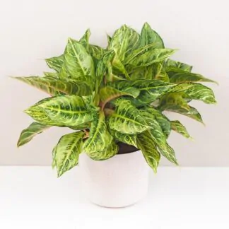 aglaonema Chartreuse Pretty pokojová rostlina