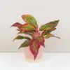 Aglaonema ‘Crete’ střední Aglaonema Crete cervena nenarocna izbova rastlina
