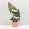 Alocasia ‘Black Jack’ velká Alocasia Black Jack Cyrtosperma johnstonii raritna izbova rastlina