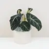 Alocasia reginula ‘Black velvet’ Alocasia reginula Black velvet cierna alokazia izbova rastlina