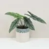 Alocasia heterophylla ‘Dragon’s breath’ Alocasia heterophylla Dragon's breath