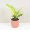 Anthurium hookeri variegata Anthurium hookeri variegata panasovana raritna izbova rastlina