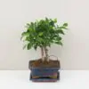Bonsai Ficus retusa Bonsai Ficus retusa
