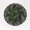 Echeveria purpusorum sukulent