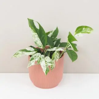 Epipremnum pinnatum Marble king panasovana tahava izbova rastlina