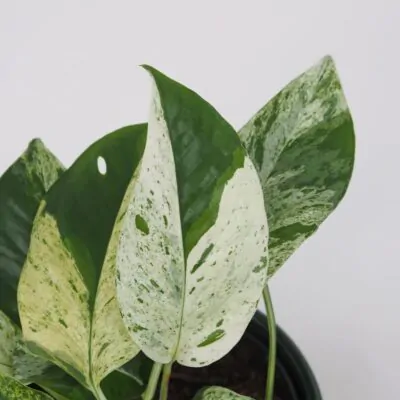 epipremnum pinnatum marble variegata plantizia 5 1 Plantizia.cz