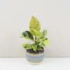 Ficus elastica ‘Shivereana’ malý Ficus elastica Shivereana panasovany fikus