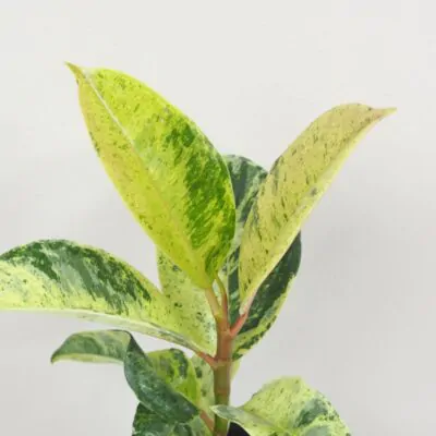Ficus elastica Shivereana panasovany fikus