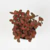 Fittonia ‘Small Red’ fittonia červená pokojová rostlina
