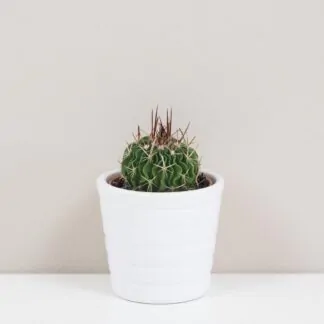 Kaktus Echinofossulocactus arrigens
