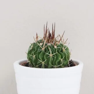 Kaktus Echinofossulocactus arrigens